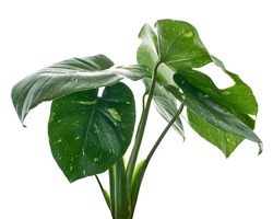 Variegated Monstera plant, Monstera Thai Constellation leaves, isolated on white background, with clipping path                            