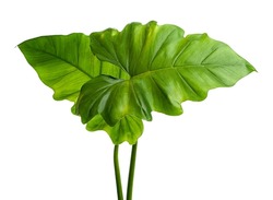 Philodendron giganteum leaf, Giant philodendron isolated on white background, with clipping path                               