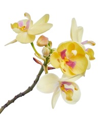 Yellow orchid, Philippine ground orchid, Tropical flowers isolated on white background, with clipping path                                 