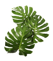 Three Tropical jungle Monstera leaves isolated, Swiss Cheese Plant, isolated on white background, with clipping path
