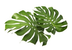 Two Tropical jungle Monstera leaves isolated, Swiss Cheese Plant, isolated on white background, with clipping path