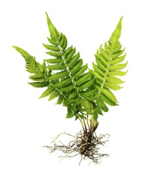 Fern with roots and frond (without soil) isolated on white background, with clipping path