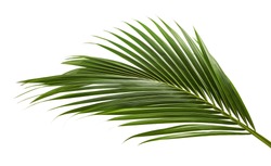 Coconut leaves or Coconut fronds, Green plam leaves, Tropical foliage isolated on white background with clipping path