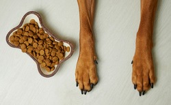 Top view of dog paws and food bowl with kibble.