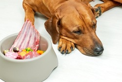 Dog lying next to bowl of natural food. Not hungry dog, poor appetite. Dog refuse to eat. 