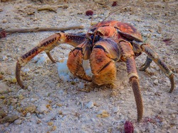 The Robber/Coconut Crab is the world's largest land-living arthropod here seen scavenging rice on Christmas Island, Australia