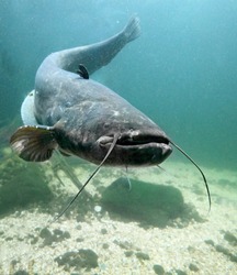 Underwater photo big Catfish (Silurus Glanis). Trophy fish in Hracholusky Lake - Czech Republic, Europe.