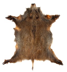 Wild boar (Sus scrofa) skin isolated on a white background.