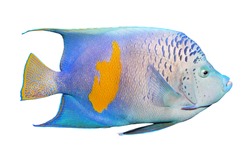 Tropical fish isolated on a white background. The Angelfish (Pomacanthus).