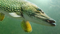 The Northern Pike - Esox Lucius. Underwater photo of giant fish from freshwater lake. Animals and wildlife theme. 