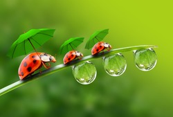 Natural background from rainy season. Three ladybugs with umbrella walking on the grass.