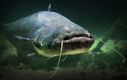 Underwater photo of The Catfish (Silurus Glanis). Biggest predatory fish in European lakes and river. 