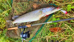 Northern Pike - Esox Lucius. Fish on landing net. Fishing catch from Radbuza river in southwest Bohemia. Angling in Czech Republic. 
