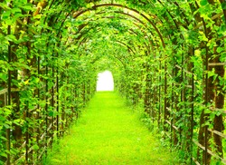 Green tunnel in fresh spring foliage. Way to nature. Natural background from beautiful garden.