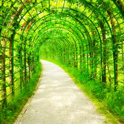 Green tunnel in fresh spring foliage. Way to nature. Natural background from beautiful garden. 