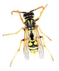 Close-up of a live Yellow Jacket Wasp. Macro with shallow DOF.