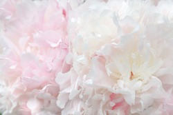 Pale pink background made of peony flowers. Pastel soft colors. Floral background.
