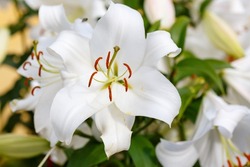Beautiful white oriental hybrids in bloom. Growing bulbous oriental lilies in the garden. White flower of oriental hybrids. Floral background.  