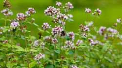 Bumblebee on the flowers of oregano. Oregano is a honey and medicinal plant. Oregano ( lat.  Origanum vulgare ) - kind of perennial herbaceous plants.