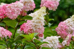 Hydrangea paniculata, the panicled hydrangea, is a species of flowering plant in the family Hydrangeaceae