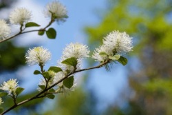 Fothergilla major is blossom in spring garden. White fothergilla inflorescences on branches in spring time