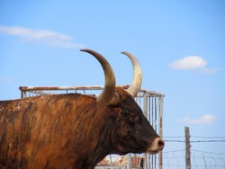 Texas long horn cattle