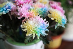 Multicoloured happy chrysanthemum and multicoloured chrysanthemum