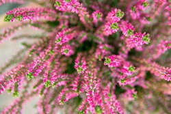 Beautiful flora botanical background potted pink heather flowers. Nature backdrop template for wedding florist shop interior decoration concept