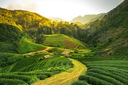 Sunrise view of tea plantation landscape 