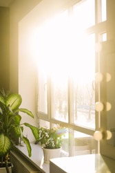 Sun shining through a large plate glass window with a metal frame in a warm glow illuminating a leafy green potted plant, full frame background