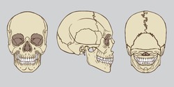 Vector illustration of human skull medical anatomy vector pack