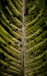 Symmetrical backlit close up of a spotted and speckled plant leaf.