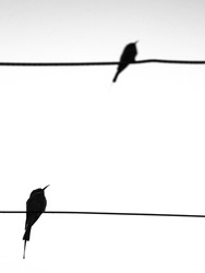 minimal silhouette of two birds sitting on cables one in focus and other out of focus