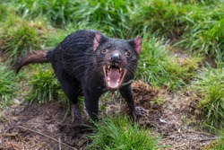 Tasmanian devil acting aggressive with mouth wide open, teeth and tongue visible