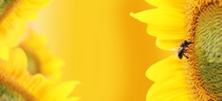 Bee collects nectar from a sunflower flower on orange blurred background, banner for website. Panorama. Blurred space for your text.