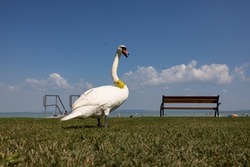 Swan at the beach of lake Balaton