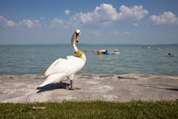 Swan at the beach of lake Balaton