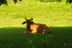 Tethering cow lies down in green pasture under tree shade with buddy,Jungle Myna, stands on hump, showing concept of interdependence. The cow gazes toward camera while the bird is seen as silhouette 