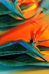 Bird of paradise flower abstract composition with glass mirror reflection. Bold green and orange colors. Creative texture, floral background