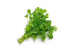 Fresh raw cilantro bunch isolated white background. Organic cilantro closeup Healthy, vegetarian food.  Flat lay Parsley indispensable source of vitamins A, C, K, B1, B2, PP, E, C