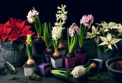 planting winter or spring flowers hyacinth poinsettia on black background, gardening concept