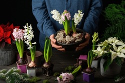 man gardener planting winter or spring flowers hyacinth poinsettia on black background