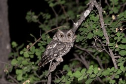 Whiskered Screech Owl is one of the rarest, least-known of the 19 species of owls in the United States.  It occurs only in southeast Arizona and New Mexico.  It has a tiny body and huge yellow eyes.