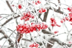 Winter Frozen Viburnum Under Snow. Viburnum In The Snow. First snow. Beautiful winter.