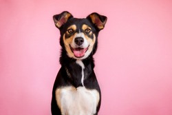 female dog in pink background. pet portraits. happy animals