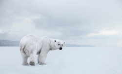 Polar bear on the pack ice.