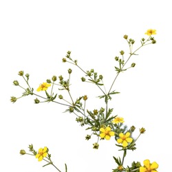 Potentilla argentea plant with yellow five-petalled flowers, isolated on white background. Flowering sprig of meadow weed in green buds and leaves close-up
