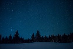 Christmas trees on the background of the starry winter sky.