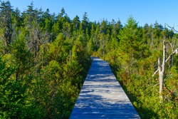 Elevated footpath in the Caribou Plain, Fundy National Park, New Brunswick, Canada