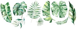  Watercolor tropical leaves. Botanical jungle illustration. Exotic. watercolor set